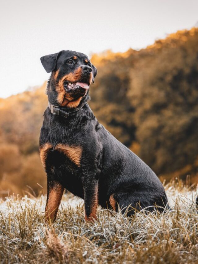 Top 8 Most Powerful Dog Breeds