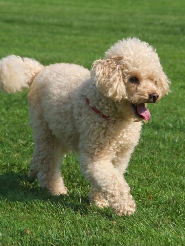 Top 8 most beautiful toy dog breeds