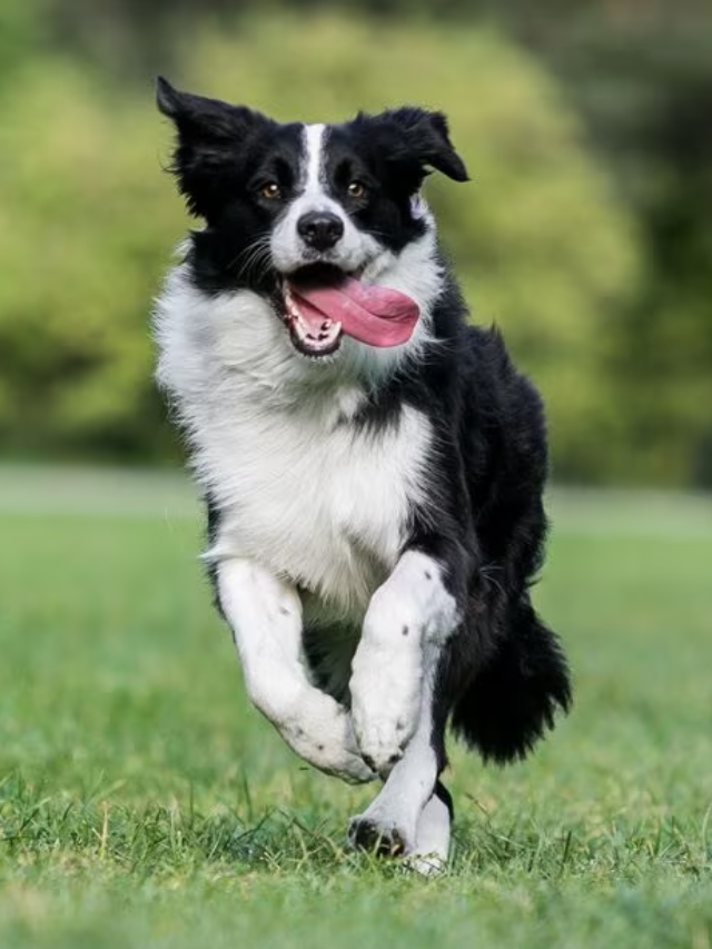 Top 8 most playful dog breeds